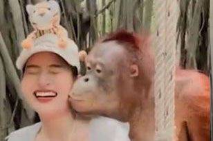 태국의 한 동물원에서 오랑우탄이 여성 방문객에게 스킨십하는 모습/데일리메일