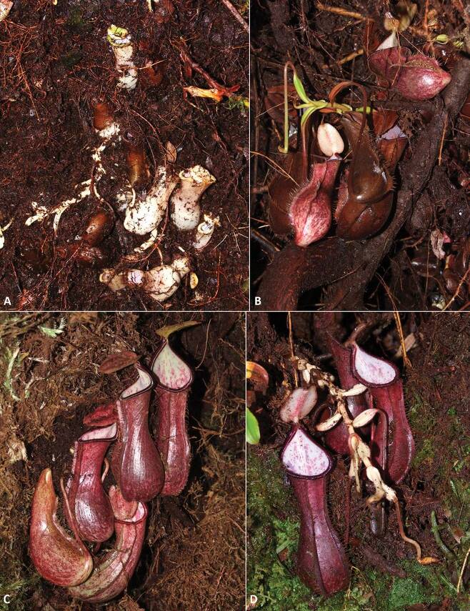 인도네시아 보르네오 섬에서 발견된 '육식 식물' 네펜데스 푸디카. /파이토키스