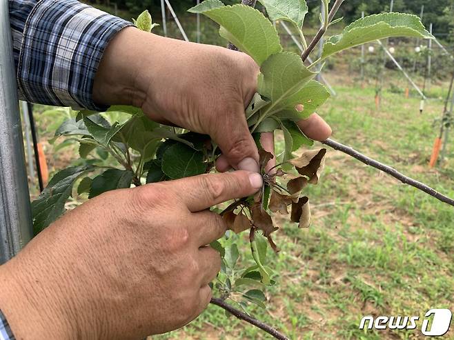 충북 충주시 산척면 상산마을 김기영씨가 사과꽃 있던 자리에서 과수화상병이 발병했다며 꽃이 있던 자리를 가리키고 있다.2020.6.11/© 뉴스1