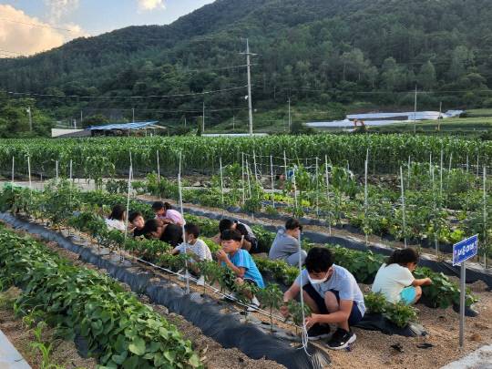괴산군 장연면 장학회(회장 최복만)는 오가리 행복장연보금자리주택 앞 텃밭에서 '한마당 농장 제초작업 및 여름 수확물 나눔 행사'를 진행했다.    사진=괴산군 제공