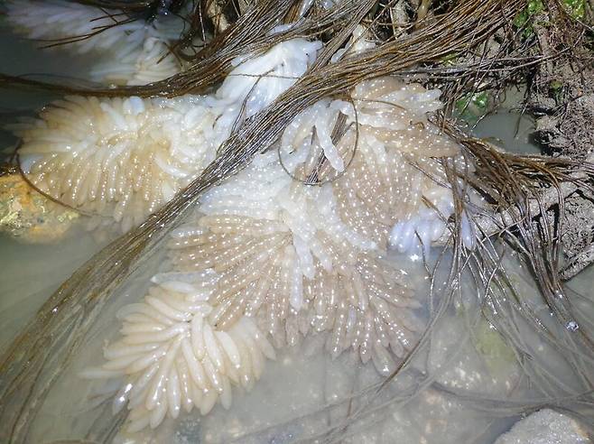 변산반도국립공원 해안의 끈말 군락지에서 발견된 무늬오징어 알의 모습. 변산반도국립공원사무소 제공
