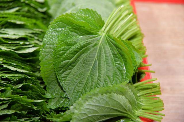 수확한 밀양깻잎은 포장 박스에 담겨 대도시로 팔려 나간다. 이동렬 기자