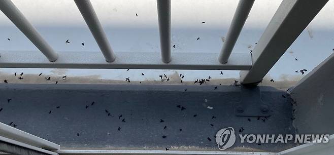 도심 '러브 버그' 대거 출현 (서울=연합뉴스) 서울 은평·서대문구, 경기 고양시 등지에 이른바 '러브 버그'라 불리는 벌레떼가 출몰해 주민들이 불편을 겪고 있다. 사진은 '러브 버그' 모습. 2022.7.3 [독자 제공. 재판매 및 DB 금지] photo@yna.co.kr