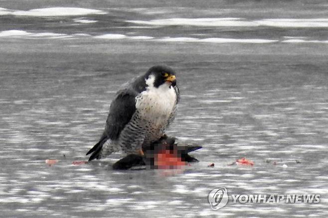 지난 1월 19일 양양 남대천 하구에서 매 한 마리가 사냥한 먹이를 먹고 있다. [속초고성양양환경운동연합 제공·재판매 및 DB 금지]