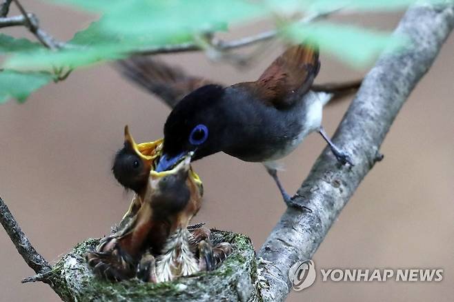 포항에 온 멸종위기 야생생물 긴꼬리딱새 (포항=연합뉴스) 손대성 기자 = 지난달 29일 경북 포항 야산에서 환경부 멸종위기 야생생물 2급인 긴꼬리딱새(삼광조) 암컷이 새끼에게 먹이를 주고 있다.
    새끼 긴꼬리딱새는 지난 2일 다 자라서 둥지를 떠났다. 2022.7.4