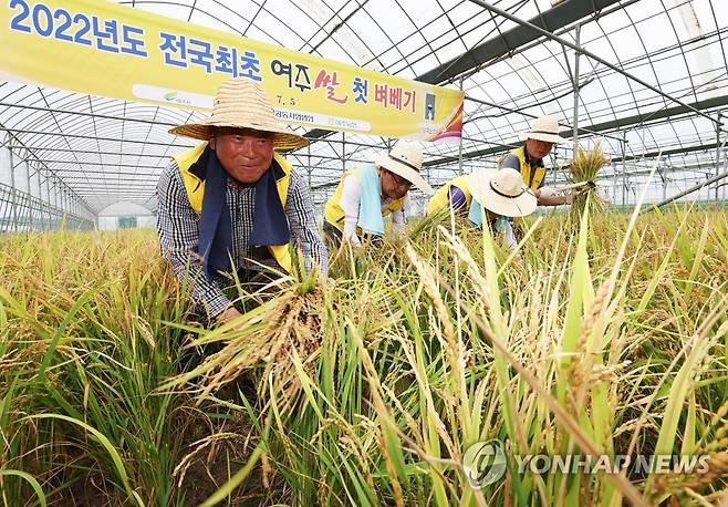 전국최초 여주쌀 첫 벼 베기 (여주=연합뉴스) 홍기원 기자 = 5일 오전 경기도 여주시의 한 비닐하우스 논에서 열린 '2022년도 전국 최초 여주쌀 첫 벼 베기' 행사에서 참석자들이 벼를 베고 있다. 2022.7.5 xanadu@yna.co.kr