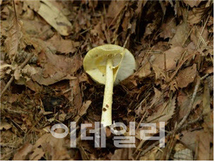 장마철 주의가 필요한 4대 독버섯 중 개나리광대버섯(Amanita subjunquillea)