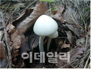 독우산광대버섯(Amanita virosa)