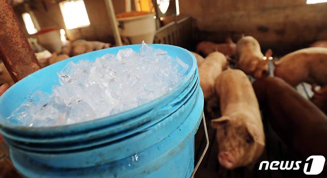 여름철 양돈농가 자료사진.(사진은 기사 내용과 무관함) / 뉴스1 © News1 오현지 기자