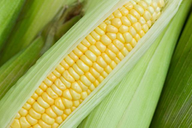옥수수는 맛도 좋고, 건강에도 좋은 여름철 식품이다./사진=클립아트코리아