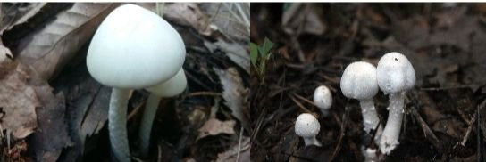 독버섯인 독우산광대버섯(왼쪽)과 식용버섯인 흰주름버섯(오른쪽). 식품의약품안전처.