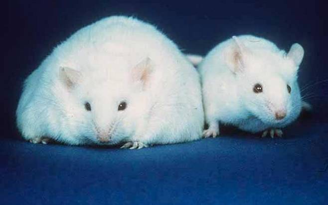 의학 연구에 많이 쓰는 생쥐 모델 [미국 연방정부 제작. 저작권 소멸 '퍼블릭 도메인']