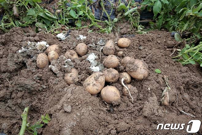 장마, 폭염 탓에 극심한 피해 입은 양구 해안면 고랭지 감자.(양구군 제공) 2022.7.7/뉴스1