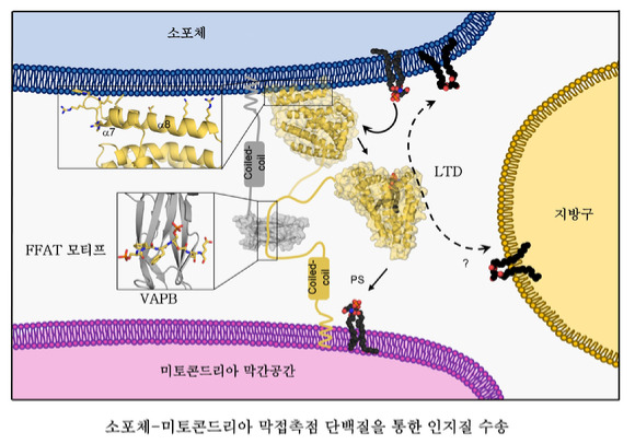 미토콘드리아 외막에 존재하는 단백질인 MIGA2와 소포체 막단백질인 VAPB가 MIGA2의 FFAT모티프의 인산화를 통해 막 접촉점을 형성한다. 형성된 막접촉점에서는 소포체에서 합성된 포스파티딜세린(PS)을 MIGA2 LTD의 소수성 공동을 통해 미토콘드리아 외막으로 수송된다. 가운데 노란 단백질 덩어리가 LTD 부위이며 그 안에 인지질이 갇혀 있다. [사진=유니스트]