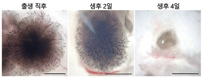 생후 0~4일째 섬유아세포 모습 비교. 섬유아세포는 생후 4일 만에 모낭 재생능력을 완전히 잃고 세포덩어리 형태로 변했다.