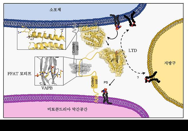 소포체-미토콘드리아의 물리적 접촉을 통한 인지질 수송 - UNIST 제공