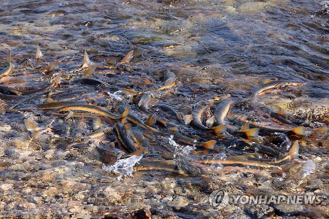 산란하는 황어떼 [연합뉴스 자료사진.재판매 및 DB 금지]