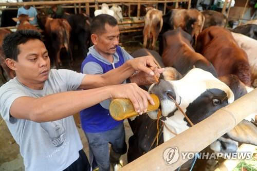 소에 먹이주는 가축 유통업자 1일 인도네시아 자카르타의 우시장에서 유통업자가 소에게 먹이를 주고 있다.
[자카르타 EPA 연합뉴스 자료사진. 재판매 및 DB 금지