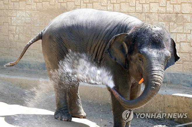 얼린 채소 잔득 물고 샤워 (광주=연합뉴스) 박철홍 기자 = 연일 폭염이 이어진 7일 오전 광주 북구 우치공원 동물원에서 코끼리가 특식으로 제공한 얼린 채소를 물고 더위를 잊고 있다 . 2022.7.7 pch80@yna.co.kr