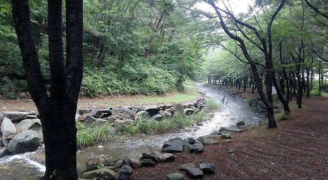 희리산 해송 숲 [산림청 제공. 재판매 및 DB 금지]