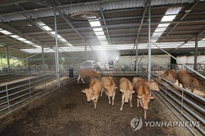 무더위 속 축사 (광주=연합뉴스) 차지욱 기자 = 폭염 특보가 이어지는 7일 축사 온도를 낮추기 위해 광주 북구청 관계자들이 물을 뿌리고 있다. 2022.7.7 uk@yna.co.kr