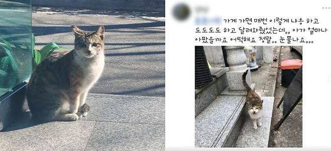 올해 초 경남 창원에서 희생당한 길고양이 \