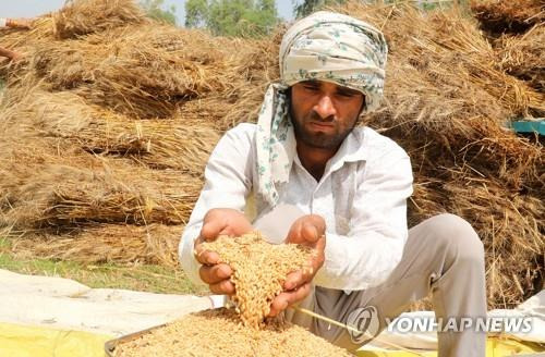 생산한 밀을 들어 보이는 인도 뉴델리 인근의 한 농부.  [EPA 연합뉴스 자료사진. 재판매 및 DB 금지]