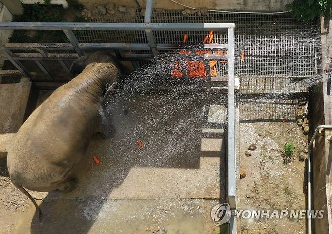 물 줄기 맞으며 더위 잊는 코끼리 [연합뉴스 자료사진]