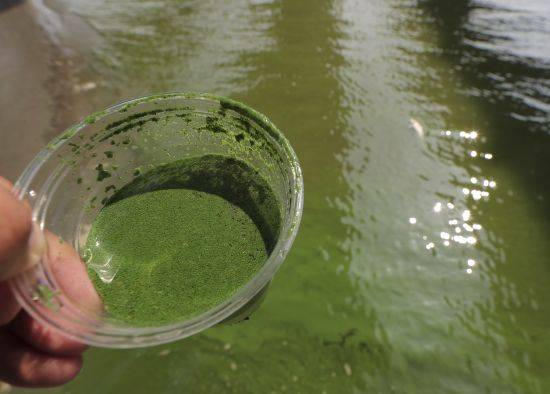 녹조가 발생한 한강 하류. 기사의 이해를 돕기 위한 사진. 뉴시스