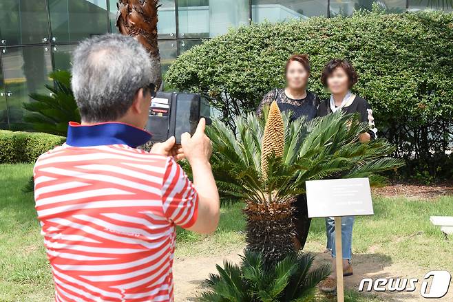 10일 오후 전남 여수의 한 호텔 야외정원에서 100년에 한 번 핀다는 소철꽃을 보기 위한 발길이 이어지고 있다. 소철꽃은 꽃이 피는 경우가 매우 드물어 꽃을 본 사람에게 행운을 가져다준다고 알려져 있다. © News1 김동수 기자