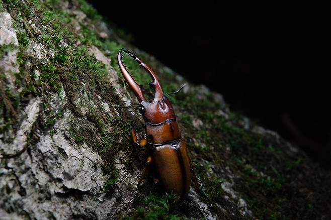 2019년 7월 비자림로 인근 숲에서 관찰된 수컷 두점박이사슴벌레(멸종위기 야생생물 II급)