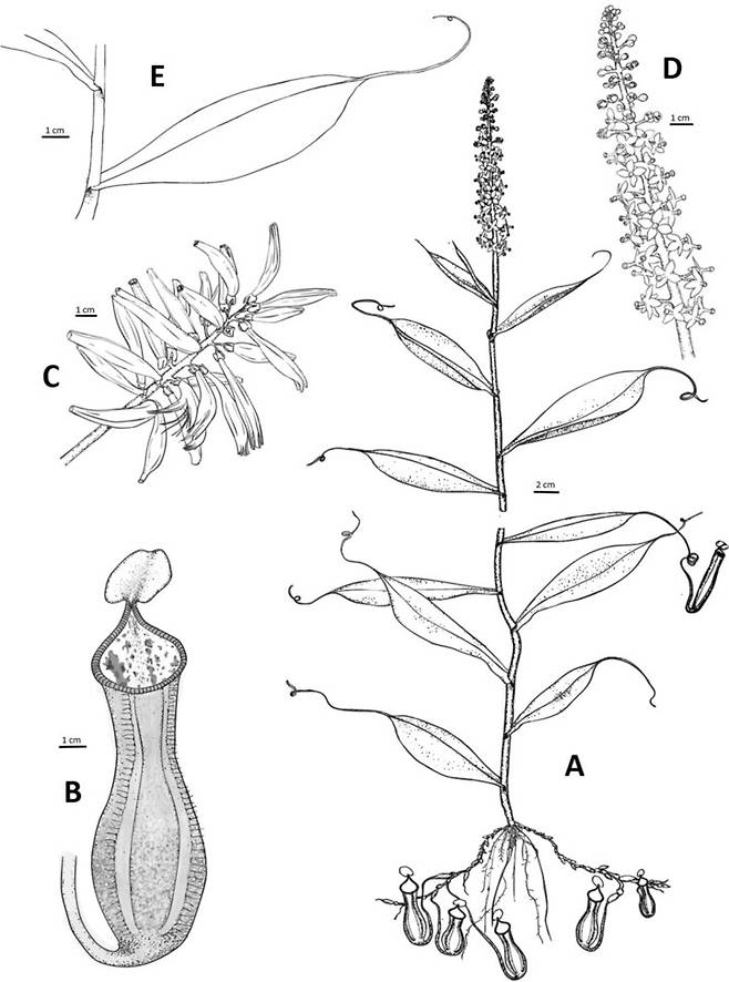 신종 벌레잡이통풀 네펜테스 푸디카(Nepenthes pudica). 마르틴 단차크 제공.