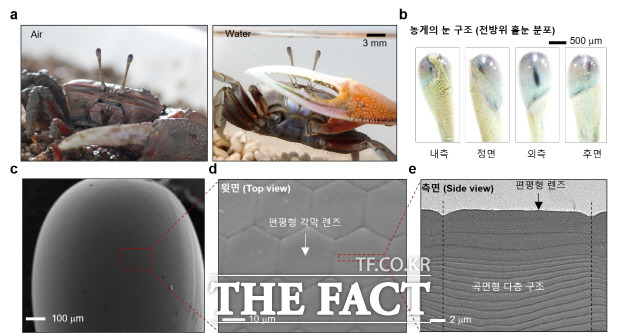 물밖에서나 물속에서나 굴절없는 동일한 시야를 확보할 수 있는 농게의 전 방향 겹눈 구조 분석도./지스트 제공