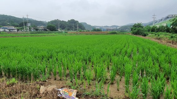 지난 8일 오전 10시께 경기 파주시 파주시농협쌀조합공동사업법인 앞 논에서 벼가 자라고 있다. /사진=노유정 기자