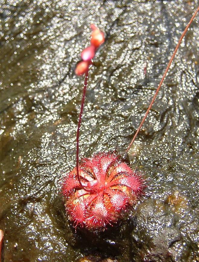 바코 국립공원에 서식하는 '끈끈이주걱'(D. spatulata) [Mgiganteus1(https://en.wikipedia.org/wiki/User:Mgiganteus1?rdfrom=commons:User:Mgiganteus) 제공/ 재판매 및 DB 금지] photo@yna.co.kr