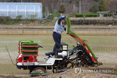 모내는 인제군 주민. [인제군 제공. 재판매 및 DB 금지]