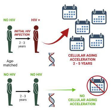 HIV 감염과 노화 촉진 [미국 UCLA 의대 베스 제이미슨 교수팀, 2022년 6월 30일 'iScience' 논문. 재판매 및 DB 금지]