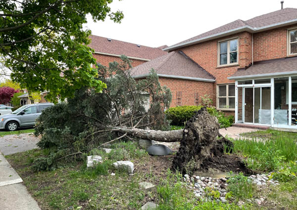 지난 5월 21일 캐나다 토론토를 덮친 강풍으로 인해 나무가 쓰러졌다. / 정봉석 제공
