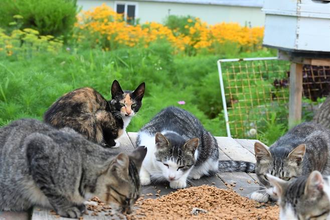 합천 가야산 별빛농장 입구에서 만난 고양이들.