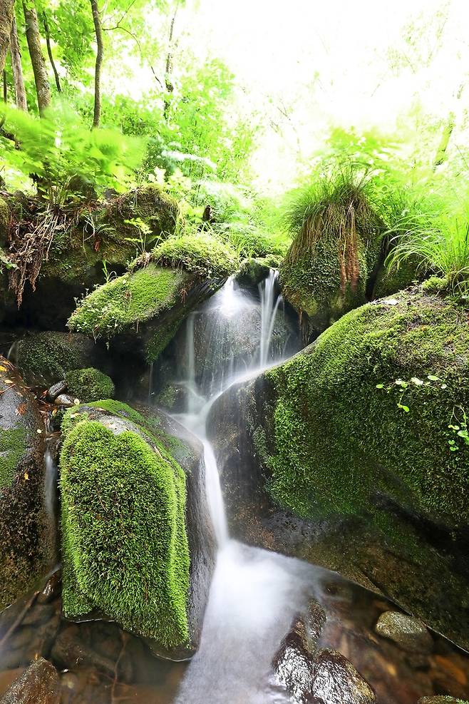영월 상동 이끼 계곡[사진/조보희 기자]