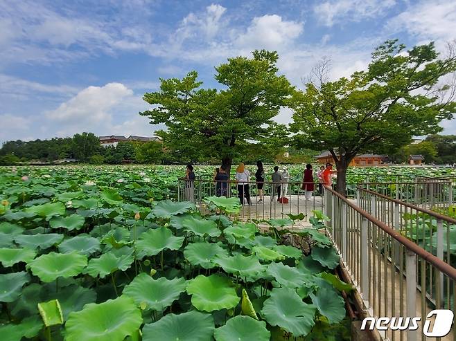 17일 전주 덕진공원에 사람들이 만개한 연꽃을 바라보고 있다. 2022.7.17./© 뉴스1