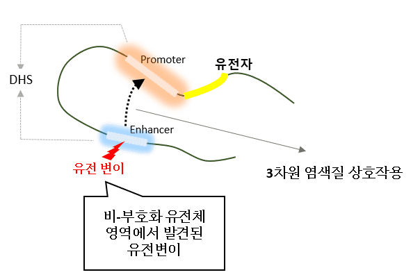 3차원 염색질 상호작용 모식도. 유전변이가 염색질 상호작용을 통해 멀리 떨어져 있는 유전자의 기능에 영향을 미칠 수 있음. (자료=KAIST)