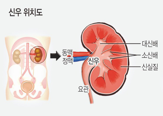 신장의 위치와 내부 구조. 국립암센터 제공