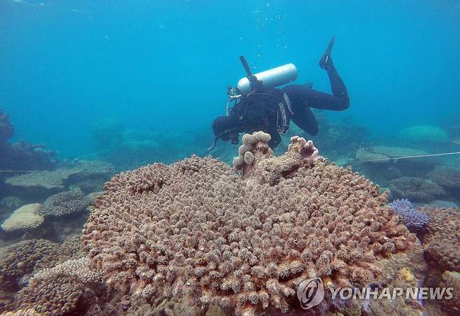 호주 대규모 산호초 지대 탈색 현상 [EPA 연합뉴스 자료사진. 재판매 및 DB 금지]