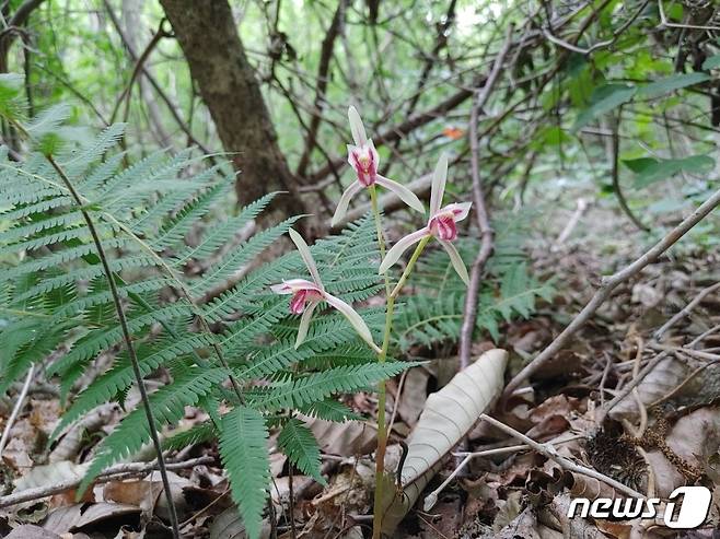 국립공원공단 변산반도국립공원사무소(소장 정장방)는 최근 변산반도국립공원 일원에서 환경부 지정 멸종위기야생식물Ⅱ급 식물인 대흥란(Cymbidium macrorrhizum)의 신규 서식지를 발견했다고 20일 밝혔다.     © 뉴스1