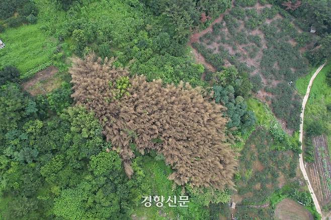 경남 밀양에서 최근 발생한 대나무 숲 고사 현장. 국립산림과학원 제공