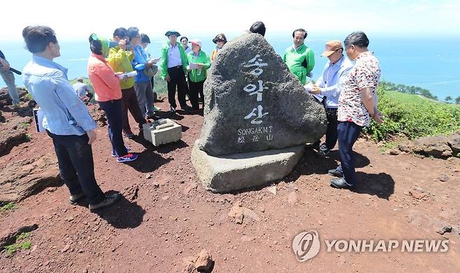 벌거숭이 된 송악산 정상 일대 [연합뉴스 자료 사진]