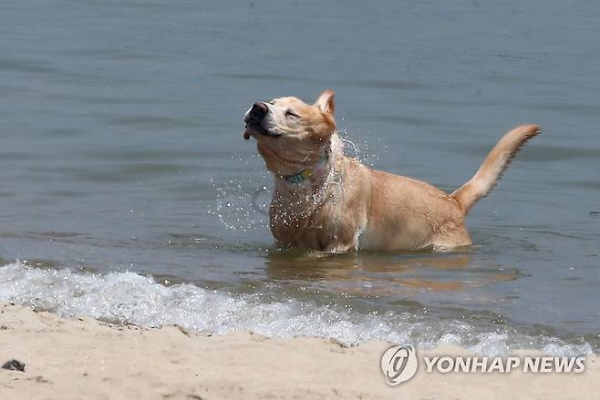 한 해수욕장에서 더위를 식히고 있는 반려견. 기사와 직접 관련 없음. [연합뉴스 자료사진. 재판매 및 DB 금지]