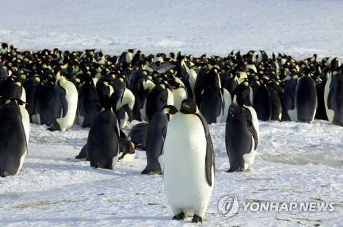 남극의 황제펭귄  [로이터 연합뉴스 자료사진]