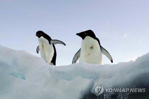 남극 얼음 끝에 선 아델린 펭귄  [로이터 연합뉴스 자료사진]